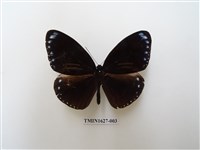 藏品(雙標紫斑蝶)的圖片